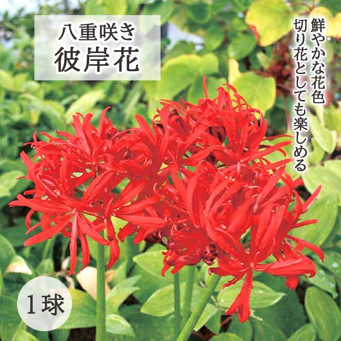 八重咲き ヒガンバナ 球根 1球 リコリス 彼岸花 曼珠沙華 まん