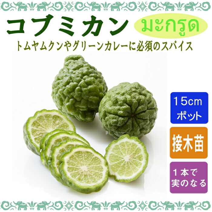 コブミカン　バイマックルー　特大苗木 楽天市場】みかん 苗木 【こぶみかん】 （バイマックルー） 7号