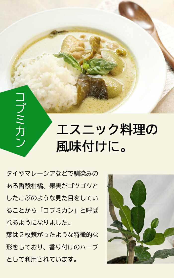 みかん 苗木 コブミカン 15cmポット 接木 柑橘 苗 自家結実性