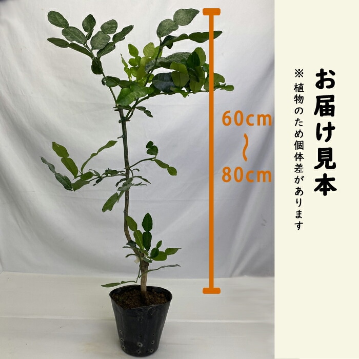 みかん 苗木 コブミカン 15cmポット 接木 柑橘 苗 自家結実性