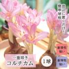 ��ź餭 ��������� �庬 1�� ���̥��ե�� ��ʤ� �ڤʤ� �ǤⳫ�� ��ñ ��Ƥ䤹�� �ƿ��� ���餭 �֤�����