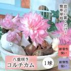 Ȭ�ź餭 ��������� �庬 1�� ���̥��ե�� ��ʤ� �ڤʤ� �ǤⳫ�� ��ñ ��Ƥ䤹�� �ƿ��� ���餭 �֤�����