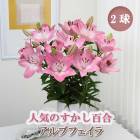 ɴ  ֥ե  庬 2  ߿ ɴ ȭ   Lily ֤