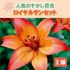 ɴ  륵󥻥å  庬 2  ߿ ɴ ȭ   Lily ֤