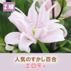 ɴ  ǥ  庬 2  ߿ ɴ ȭ   Lily ֤