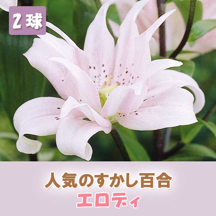 すかし百合 【 エロディ 】 球根 2球 秋植え 冬植え 百合 鉢植え 花壇