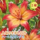 ɴ  ϡȥȥ󥰥  庬 2  ߿ ɴ ȭ   Lily ֤