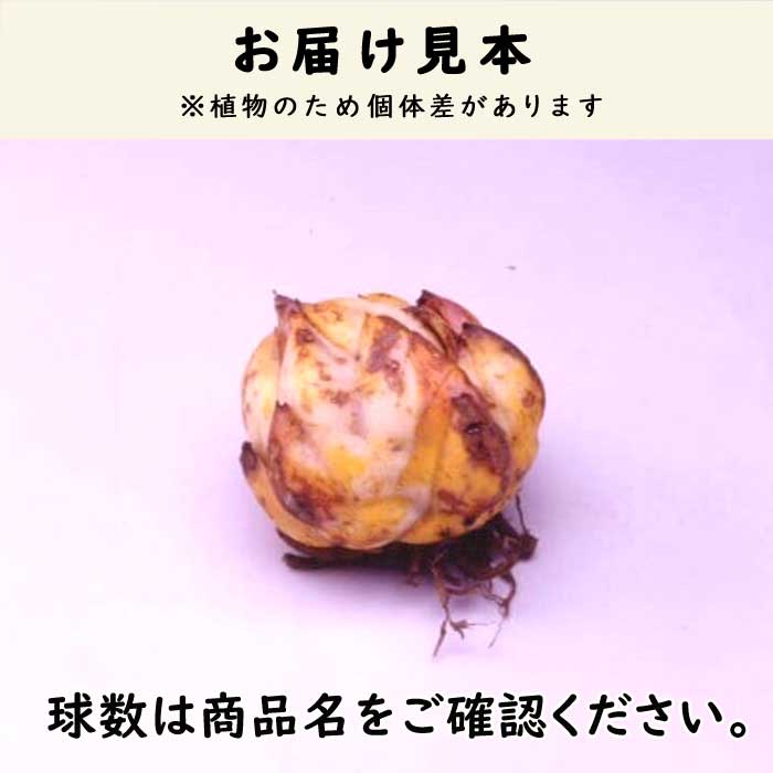 すかし百合 【 ハートストリングス 】 球根 2球 秋植え 冬植え 百合