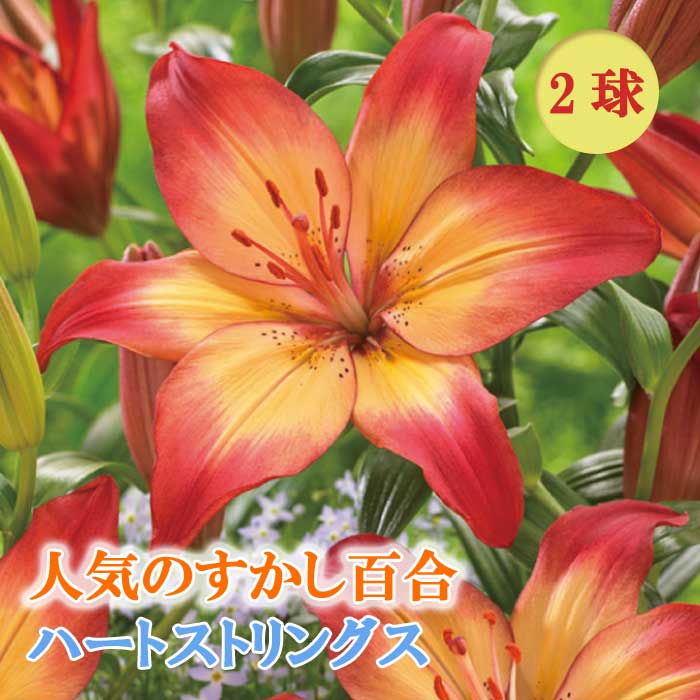 すかし百合 【 ハートストリングス 】 球根 2球 秋植え 冬植え 百合