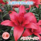 ɴ  Хɥ  庬 2  ߿ ɴ ȭ   Lily ֤