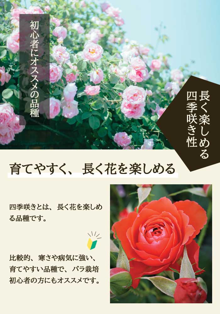 バラ 苗 イングリッドバーグマン 育てやすい 初心者 四季咲き 12cm