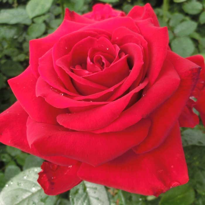 バラ 苗 イングリッドバーグマン 育てやすい 初心者 四季咲き 12cm