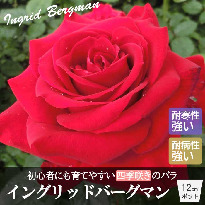 バラ 苗 イングリッドバーグマン 育てやすい 初心者 四季咲き 12cm