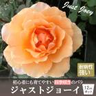 �Х� �� ���㥹�ȥ��硼��  ��Ƥ䤹�� �鿴�� �͵��餭 12cm�ݥå� 4��ȭ 2ǯ������ ���� ����� WFRS��Ʋ JustJoey