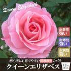 �Х� �� �������󥨥ꥶ�٥�  ��Ƥ䤹�� �鿴�� �͵��餭 12cm�ݥå� 2ǯ������ ���� �� WFRS��Ʋ ������ QueenElizabeth