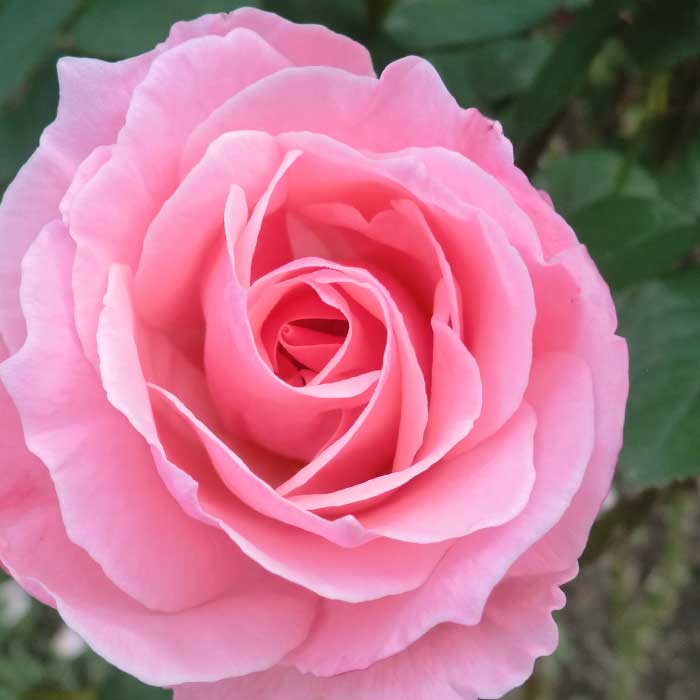 バラ 苗 クイーンエリザベス 育てやすい 初心者 四季咲き 12cmポット 2