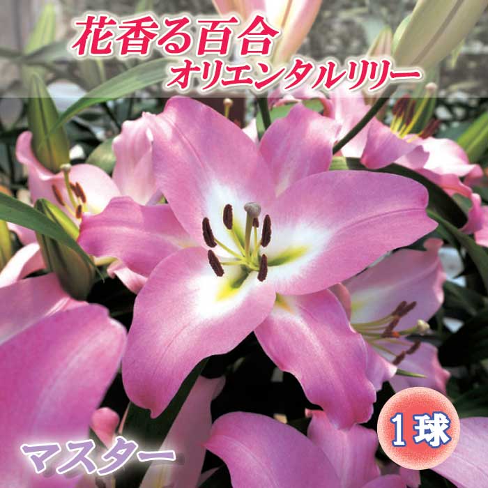 10月上中旬より発送・早割】 花香る 百合 【 マスター 】 球根 1球