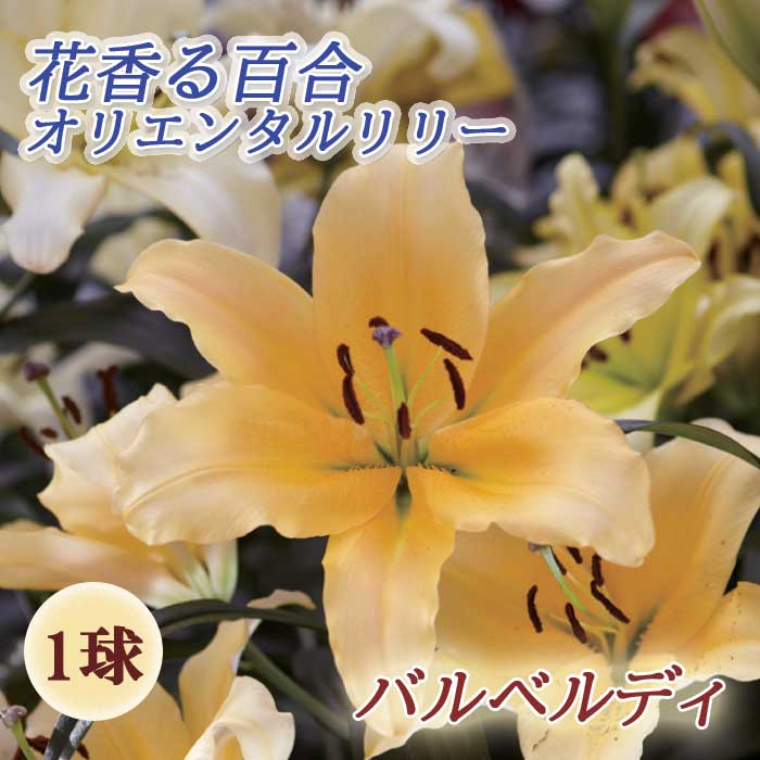 花香る 百合 【 バルベルディ 】 球根 1球 ゆり オリエンタル リリー