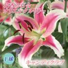 �ֹ�� ɴ�� �� �����ǥ������ �� �庬 1�� ��� ���ꥨ�󥿥� ��꡼ ������ �߿��� �ۤΤ��˹�� �֤�����