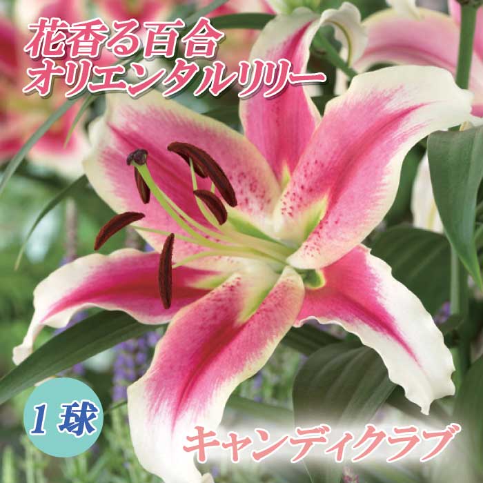 10月上中旬より発送・早割】 花香る 百合 【 キャンディクラブ 】 球根