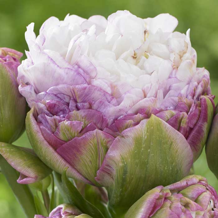 【球根】レア品種　ペギーワンダー　チューリップ　2球 チューリップ 球根 ペギーワンダー 2球 八重咲き プレミアム