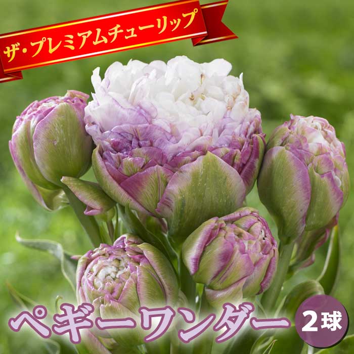 チューリップ 球根 ペギーワンダー 2球 八重咲き プレミアム