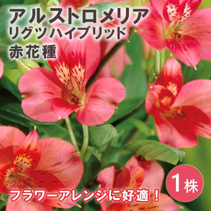 アルストロメリア リグツハイブリッド 赤 花種 球根 1株 秋植え 冬植え