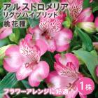 륹ȥꥢ ꥰĥϥ֥å  ּ 庬 1  ߿ ǥ˥ ڤ ֤