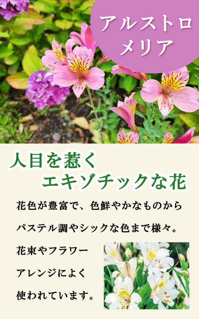 アルストロメリア リグツハイブリッド 桃 花種 球根 1株 秋植え 冬植え