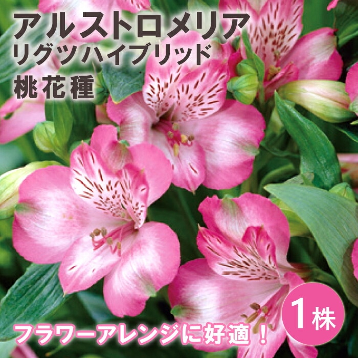 アルストロメリア　球根 アルストロメリア球根 アルストロメリアの球根｜タキイネット通販