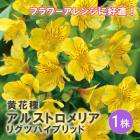 륹ȥꥢ ꥰĥϥ֥å  ּ 庬 1  ߿ ǥ˥ ڤ ֤