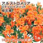 륹ȥꥢ ꥰĥϥ֥å  ּ 庬 1  ߿ ǥ˥ ڤ ֤