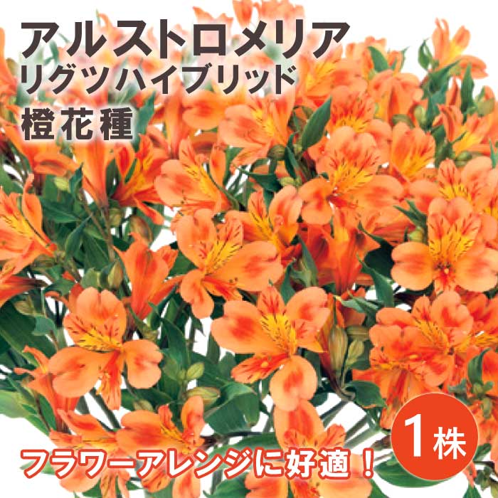 アルストロメリア リグツハイブリッド 橙 花種 球根 1株 秋植え 冬植え