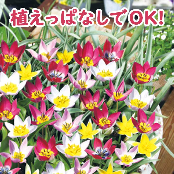 原種 ミニ チューリップ 球根 混合 15球【 お徳用 】 植えっぱなし