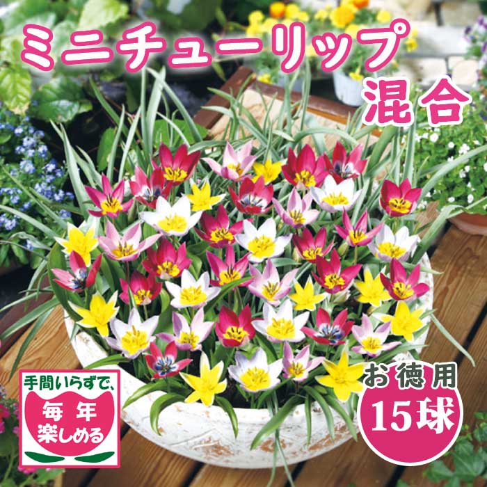 原種 ミニ チューリップ 球根 混合 15球【 お徳用 】 植えっぱなし