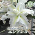 Ȭ�ź餭 �����֥�� �� ����ץ쥹 �� �庬 1�� ɴ�� ��� ���ꥨ�󥿥� ��꡼ ������ �ۥ磻�� �� �֤�����