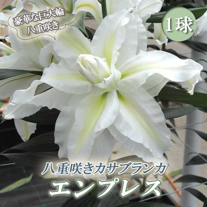 予約・早割】 八重咲き カサブランカ 【 エンプレス 】 球根 1球