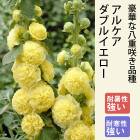 ��ͽ��۽ɺ��� �� ���륱�� ���֥륤������ 9������󥰥ݥå� ���������� ���ι⤤ �ܡ����������ǥ� ¿ǯ��ڣ����Ⱦ���缡ȯ����