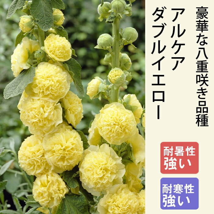 宿根草 苗 アルケア ダブルイエロー 9cmロングポット タチアオイ