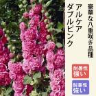 ��ͽ��۽ɺ��� �� ���륱�� ���֥�ԥ� 9������󥰥ݥå� ���������� ���ι⤤ �ܡ����� �����ǥ� ¿ǯ��ڣ����Ⱦ���缡ȯ����