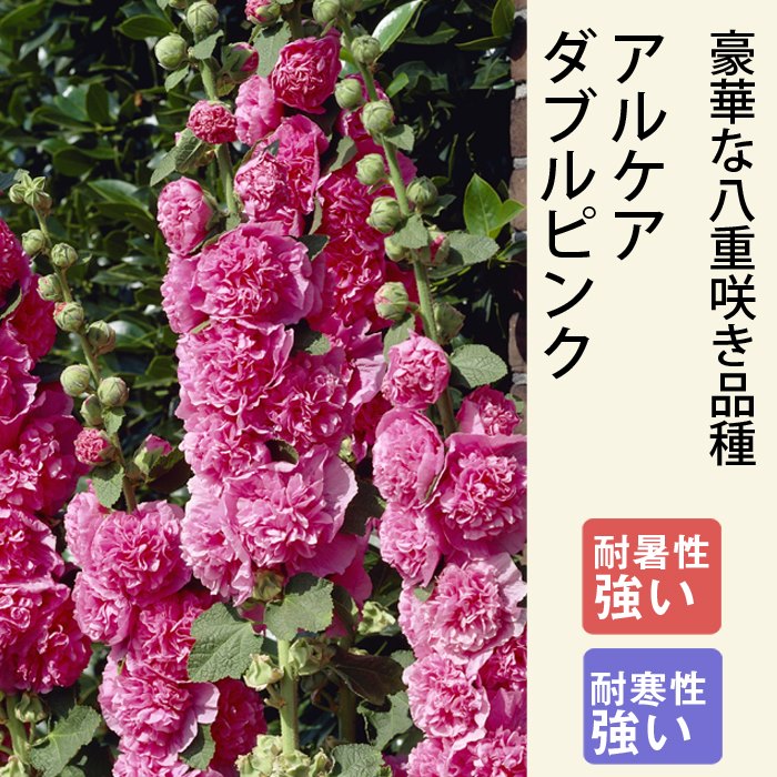 11月中旬より順次発送】宿根草 苗 アルケア ダブルピンク 9cmロング