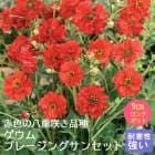 �ɺ��� �� ������ �֥졼���󥰥��󥻥å� 9������󥰥ݥå� �Х�˹礦 ����ä��󤽤� ¿ǯ�� �ڥ�˥���