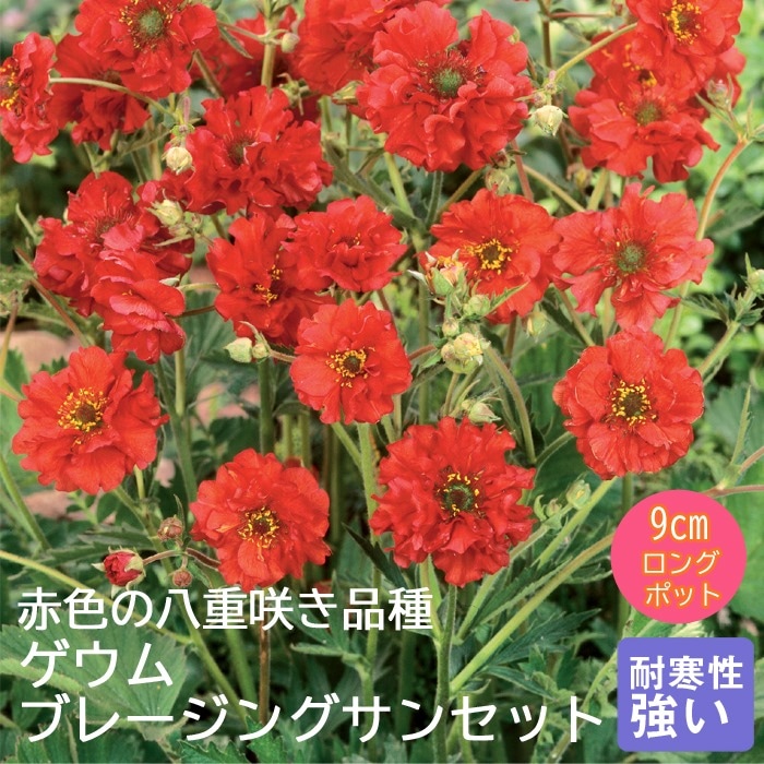 宿根草 苗 ゲウム ブレージングサンセット 9cmロングポット バラに