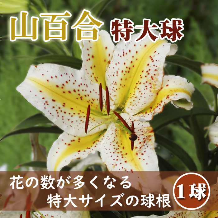 �ֿ���¿�� ��ɴ�� �庬 �� ����� ��1�� �����饿�� ������ɥХ�� ɴ�� ��ޥ�� Lilly ��꡼ ��� �֤�����