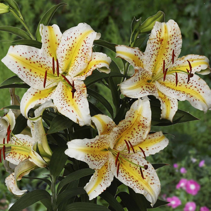 花数が多い 山百合 球根 【 特大球 】1球 オーラタム ゴールド