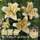 ��ɴ�� �庬 �� ������ 3��� �����饿�� ������ɥХ�� ɴ�� ��ޥ�� Lilly ��꡼ ��� �֤�����