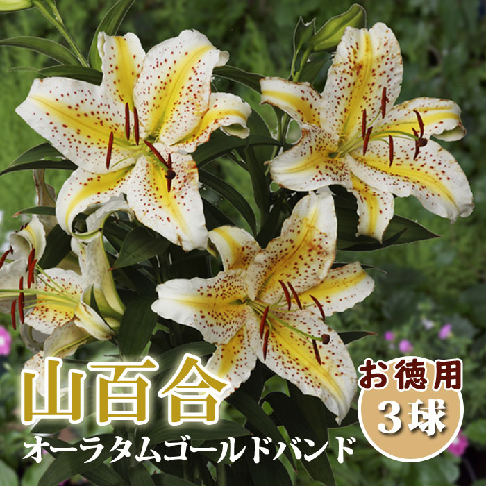 10月上中旬より発送・早割】 山百合 球根 【 お徳用 3球】 オーラタム