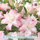 ǻ̩ Ȭ�ź餭 ���ꥨ�󥿥��꡼ �� �������֥饤���� �� �庬 1�� ������ �߿��� ɴ�� ��� ��꡼ �֤�����