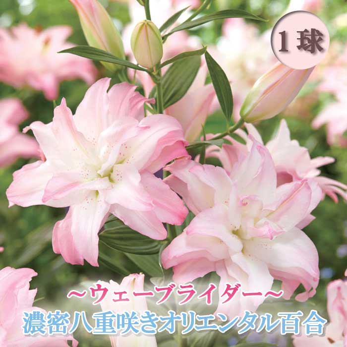 ダブル咲【ウエーブライダー】花同士が近くで咲く豪華な見映えある百合 10月上中旬より発送・早割】 濃密 八重咲き オリエンタルリリー