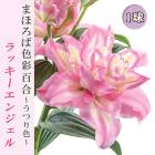 �ֿ��Ѥ�� ɴ�� �� ��å������󥸥��� �� �庬 1�� �ޤۤ��п���ɴ�� ���Ĥ꿧 ������ �߿��� ��� lily �֤�����